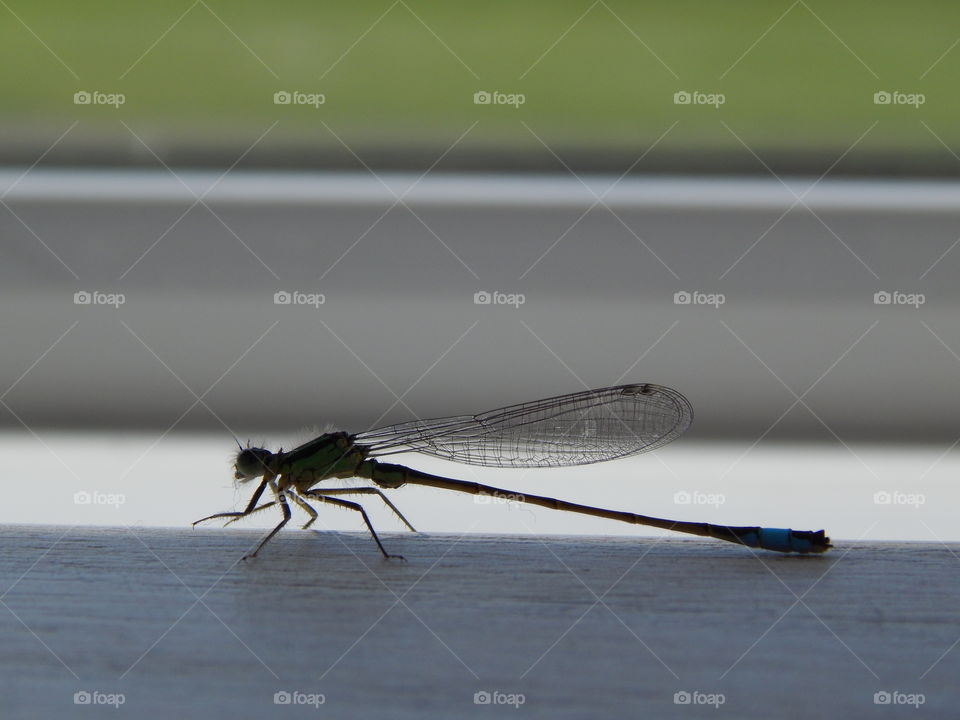 silhouette dragronfly