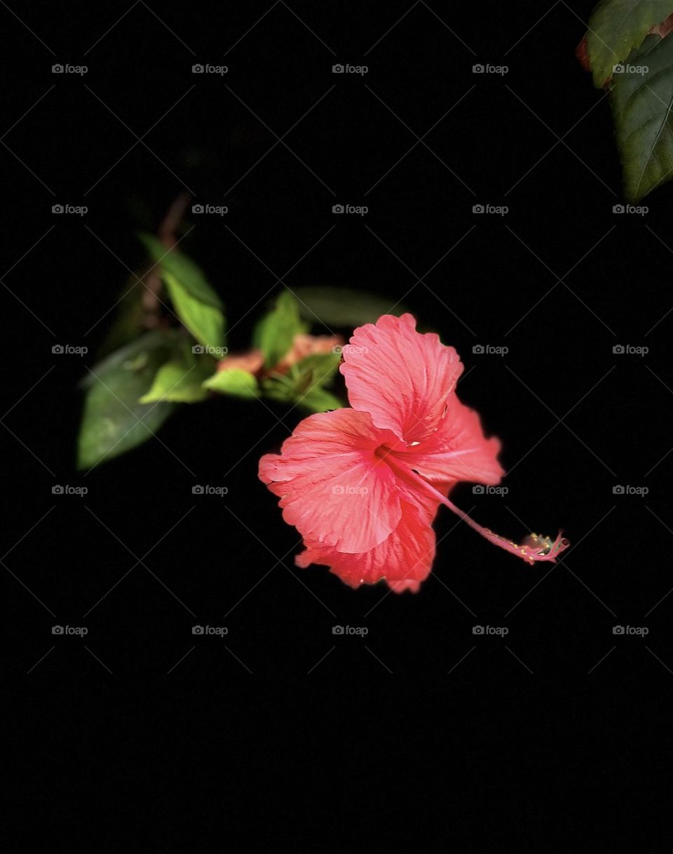 Floral photography - Hibiscus - studio style 