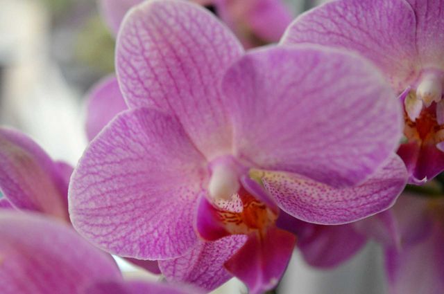 pink close up orchid