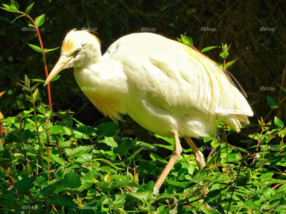 White egret seabird