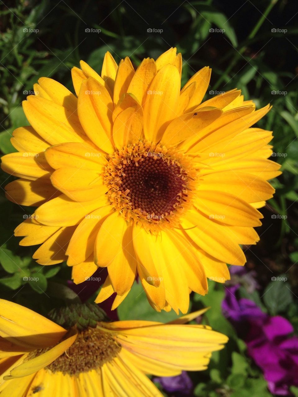 Close-up of yellow flower