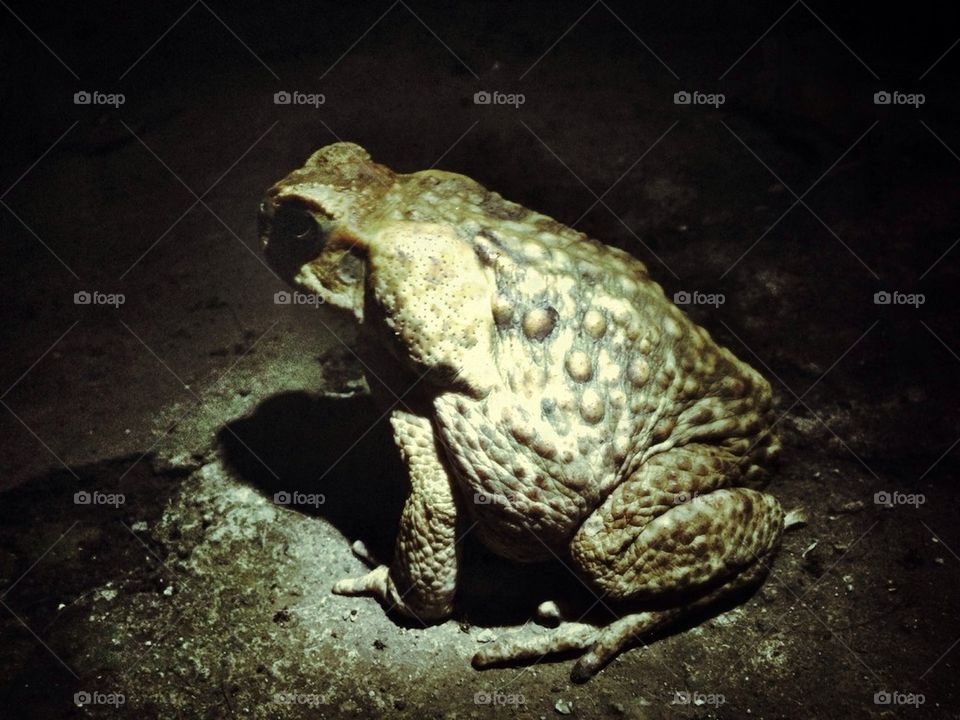 Vintage frog