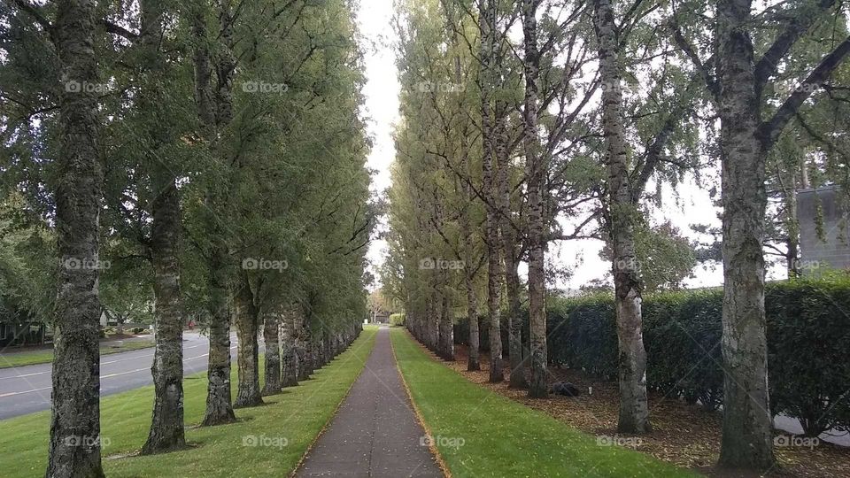 Walking Between the Trees