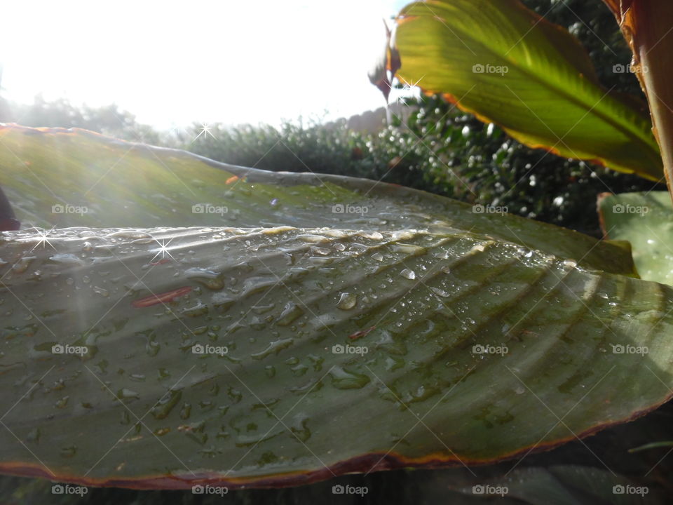 freshness. This is a picture of a green leaf after a rainstorm. 👣 🚶 🏃 🔥 💨