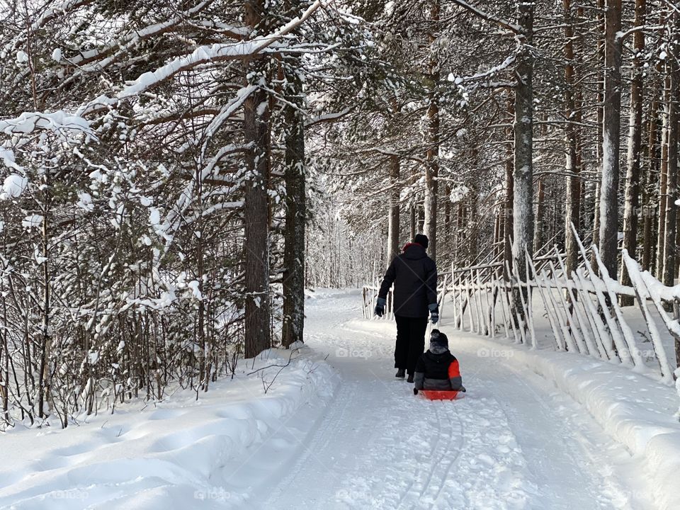 Sledging in Lapland