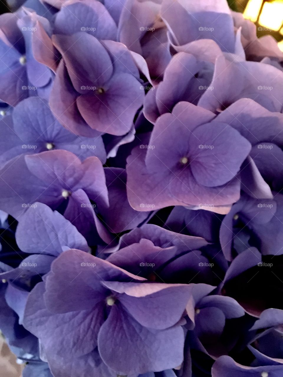 Purple and blue flowers 