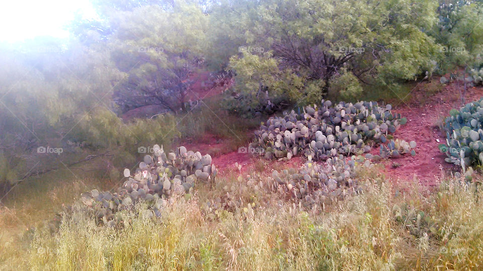hills of cactus. this photo is of cactus growing on this hill