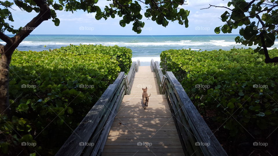 A dog's life. American Pit bull terrier headed down to Dog Beach in Jupiter, Florida.