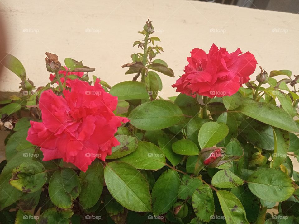 beautiful red rose picture