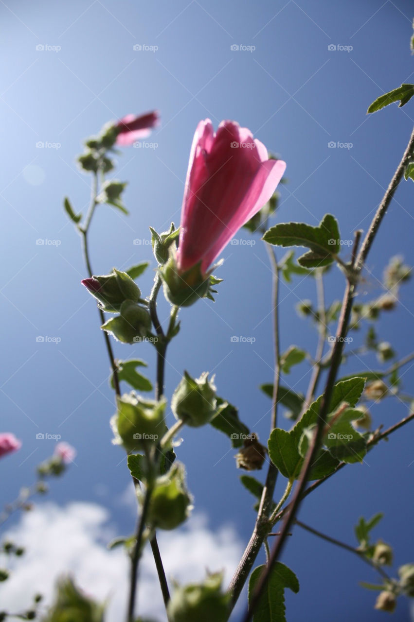 sky nature pink flower by pellepelle