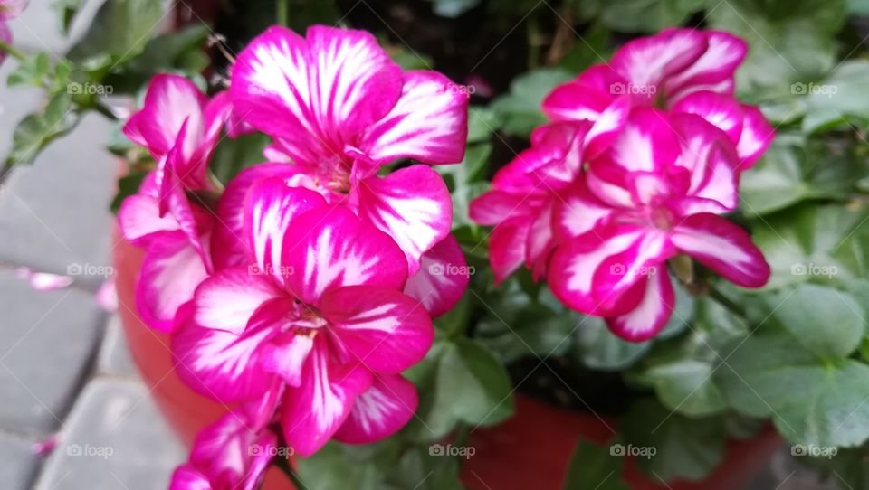 Pink flowers with some white colors