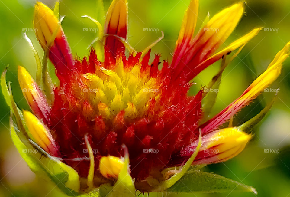 Close up the gorgeous Indian blanket wildflower in the early stages of bloom.  It's bold and rich texture and colors makes it a stunning flower. It is also called firewheels and is the state flower of Oklahoma.