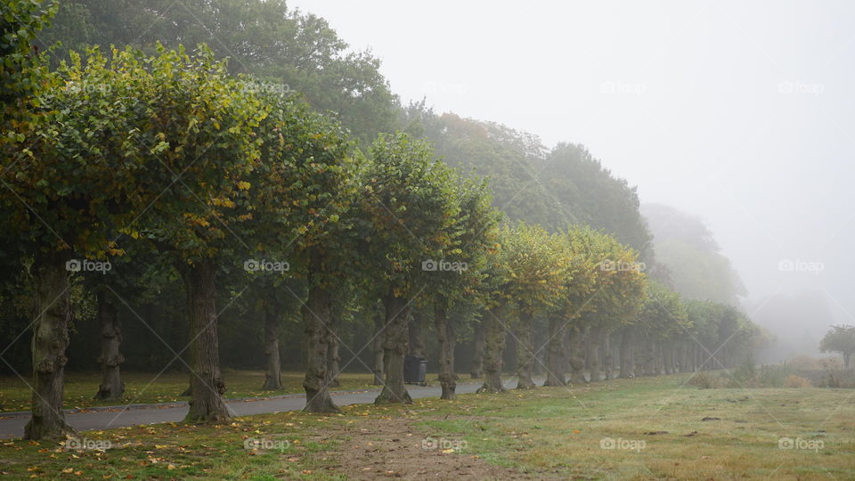 A foggy morning in a park in Antwerp