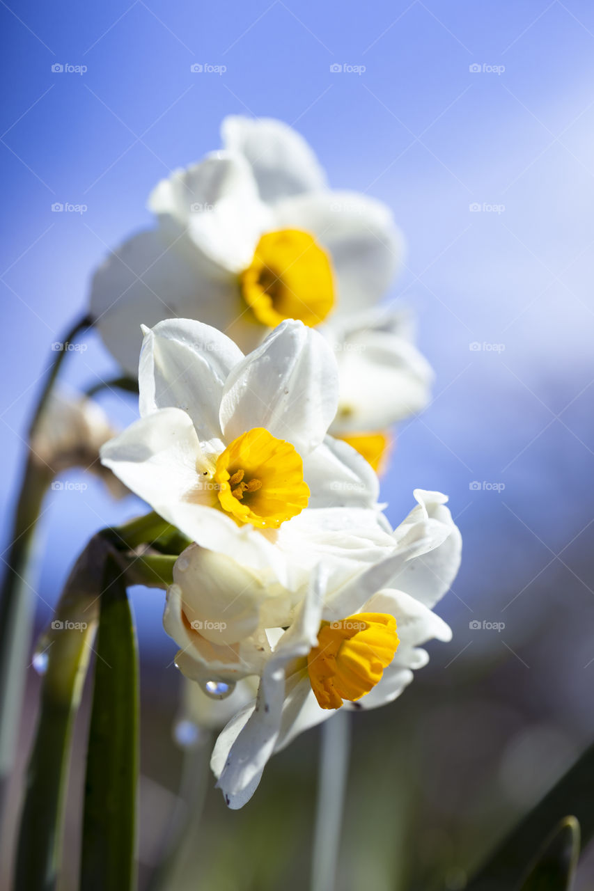 A portrait of white daffodil flowers against a blury bright blue sky background.