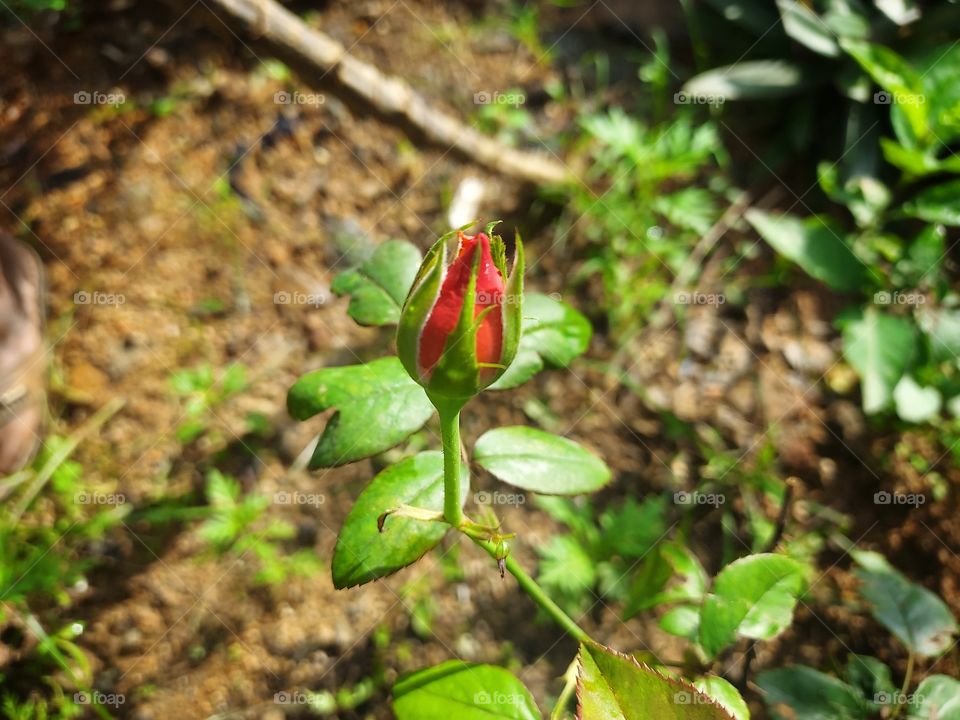 rose bud