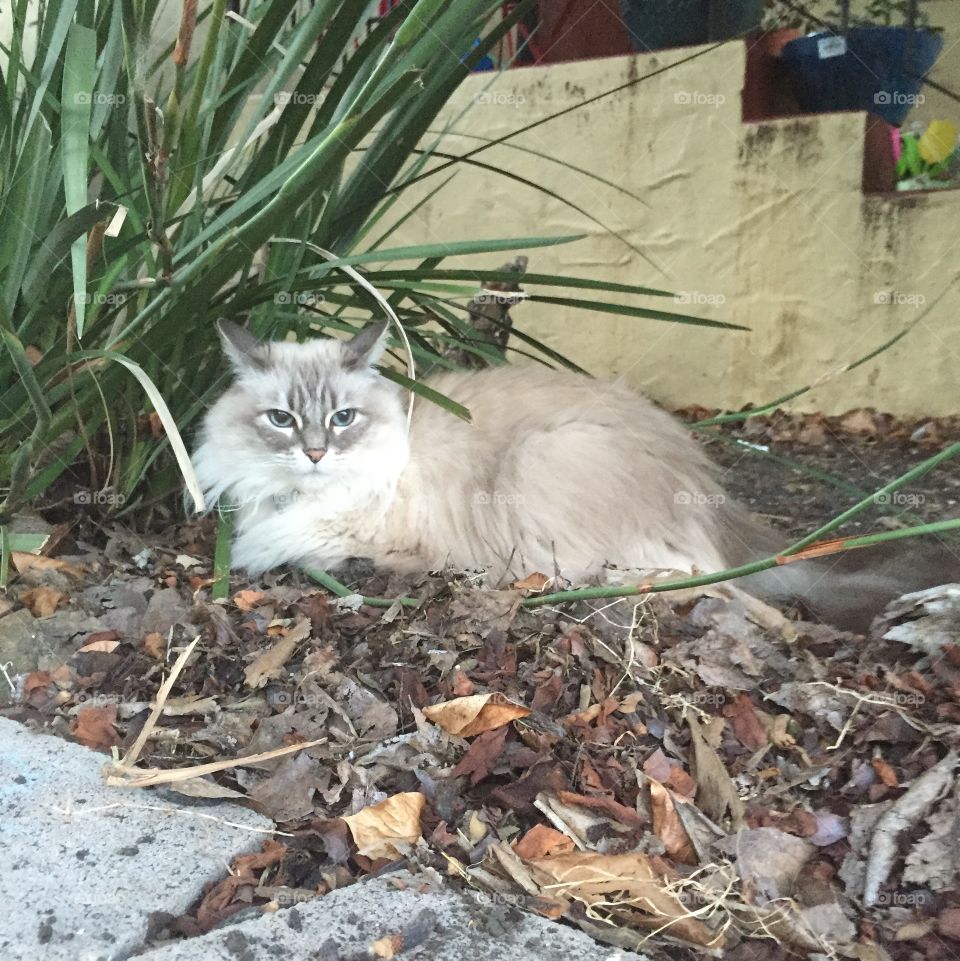 Ella . Very sweet cat, loved her photo session.