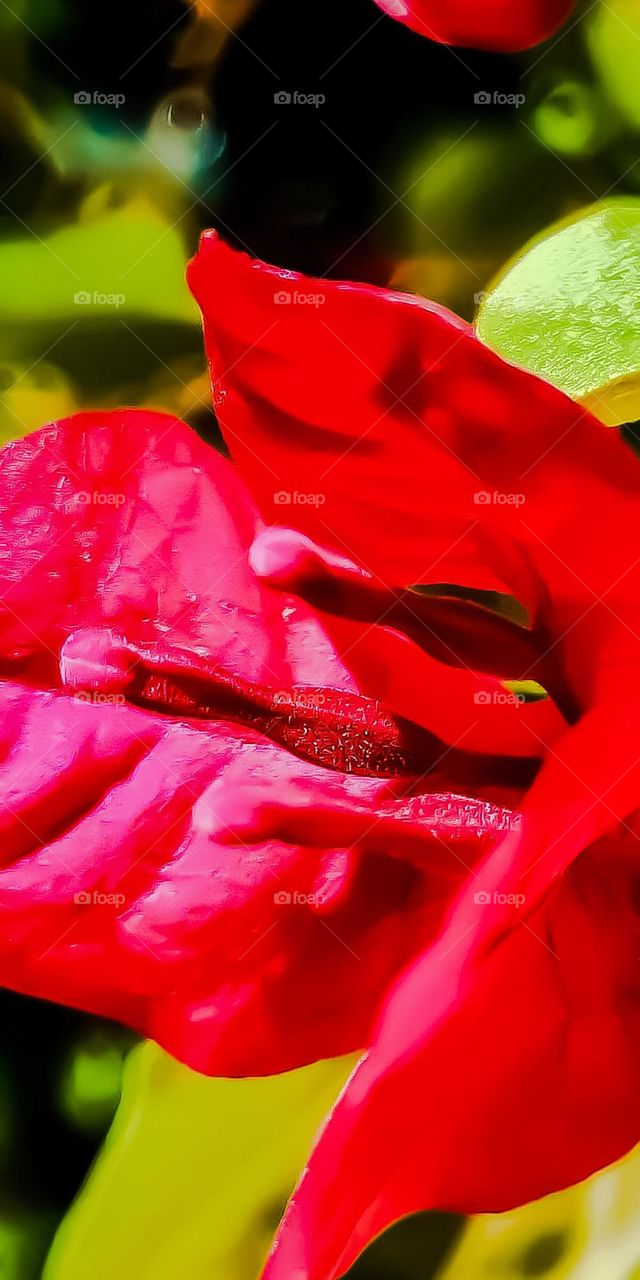 As Flores do Meu Jardim: Bougainvillea (also known as Primavera),One of the most striking characteristics of the genus is the presence of bracts, that is, modified leaves of striking colors that aim to attract pollinators.