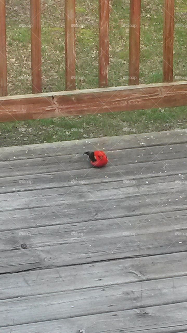 scarlet Tanager