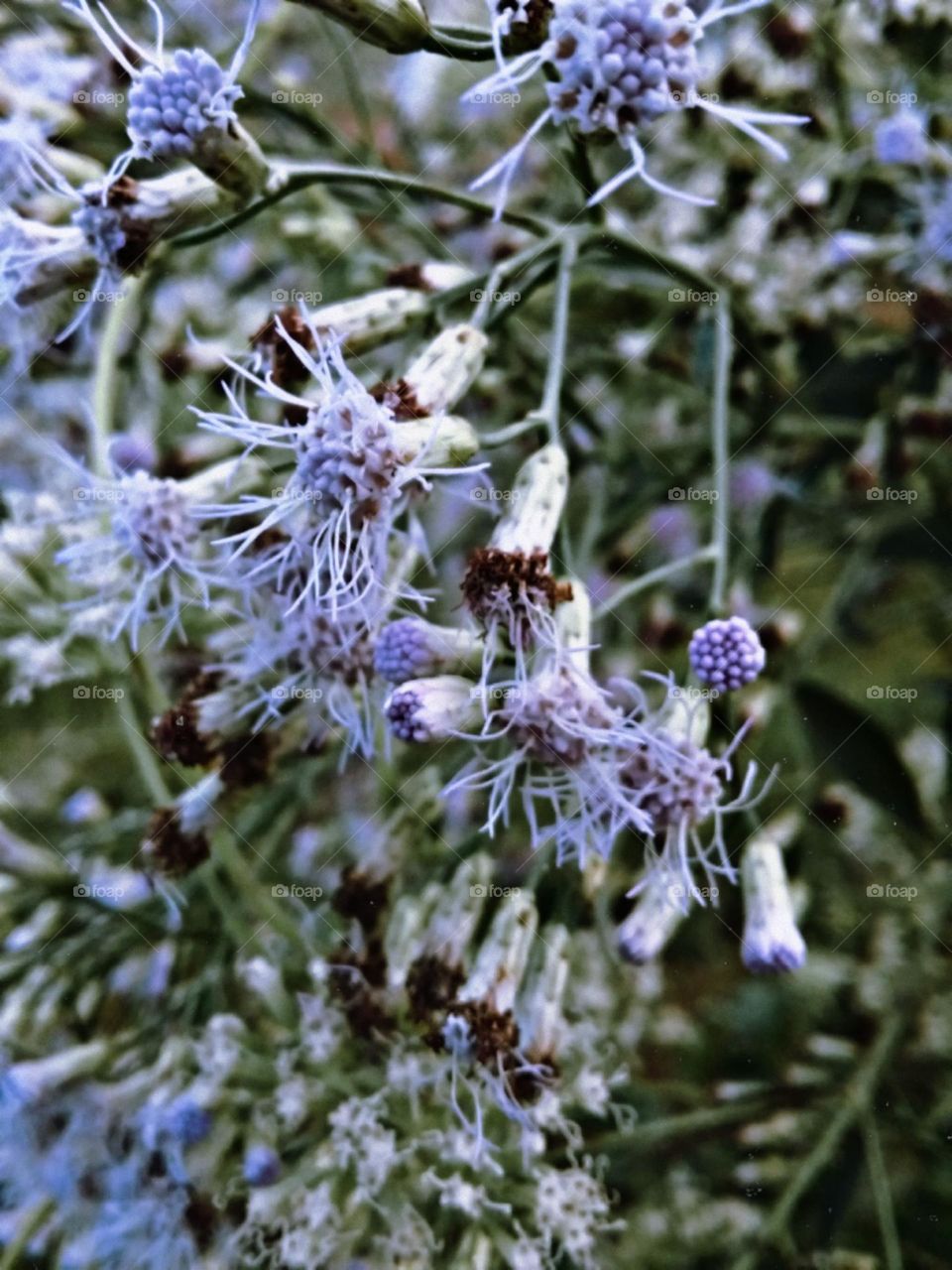 O perfume tão intenso qunato a cor.