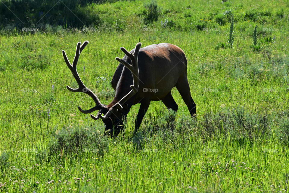 Grazing Bull Elk in Velvet 