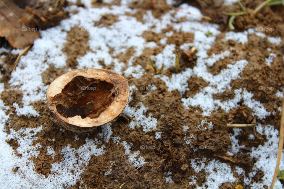 Walnut on the ground and snow