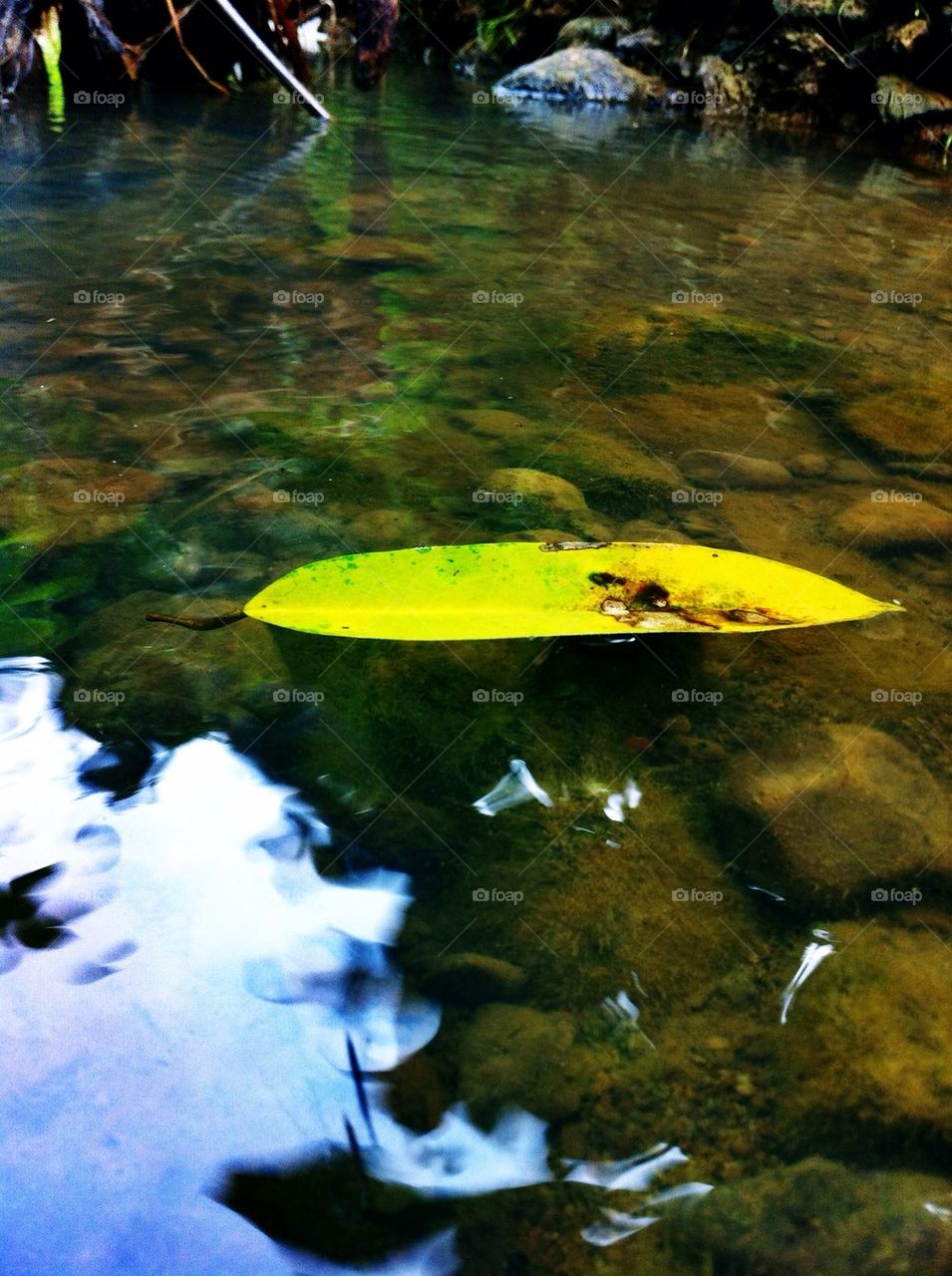A leaf floats on water
