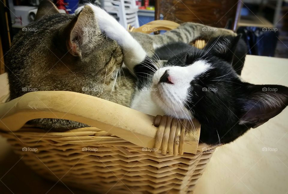 Two Cat best friends in a wicker Basket Enjoying a Knap, a tabby and a black and white. Rest and Relaxation together at home. Happy paws and claws comfortable companions with Smiling white whiskers. Snuggled together sleeping peacefully. Funny feline