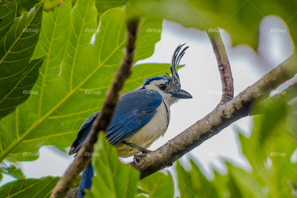 Blue bird with funny hairstyle standimg on a branch.
