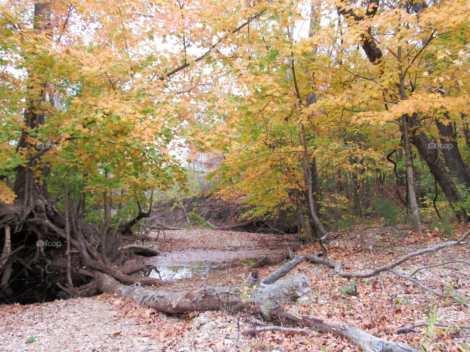 rocky creekbed in autumn