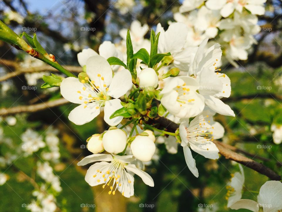 Close-up of white flowers