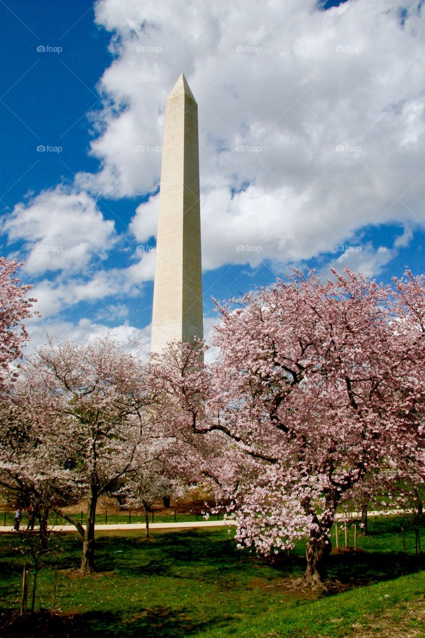 Spring in Washington D.C. 