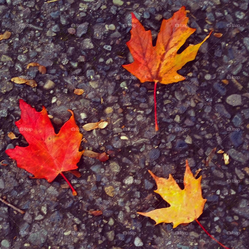 Fall, Leaf, Maple, No Person, Descending