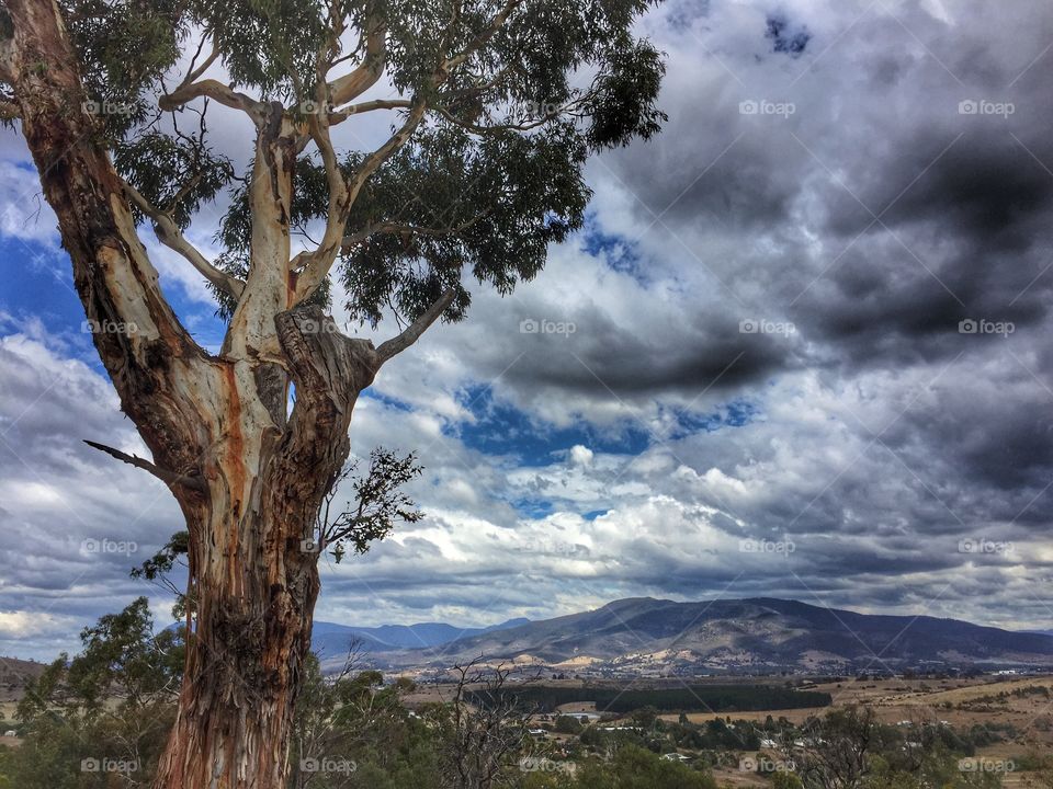 Tasmanian landscape with a eucalyptus tree