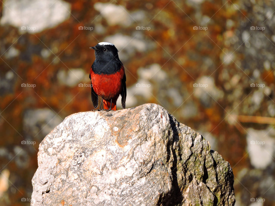 Spring valley birds