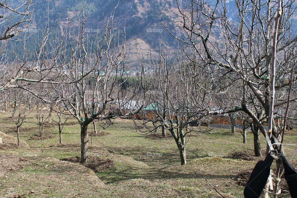 Apple trees during winters with no leaves