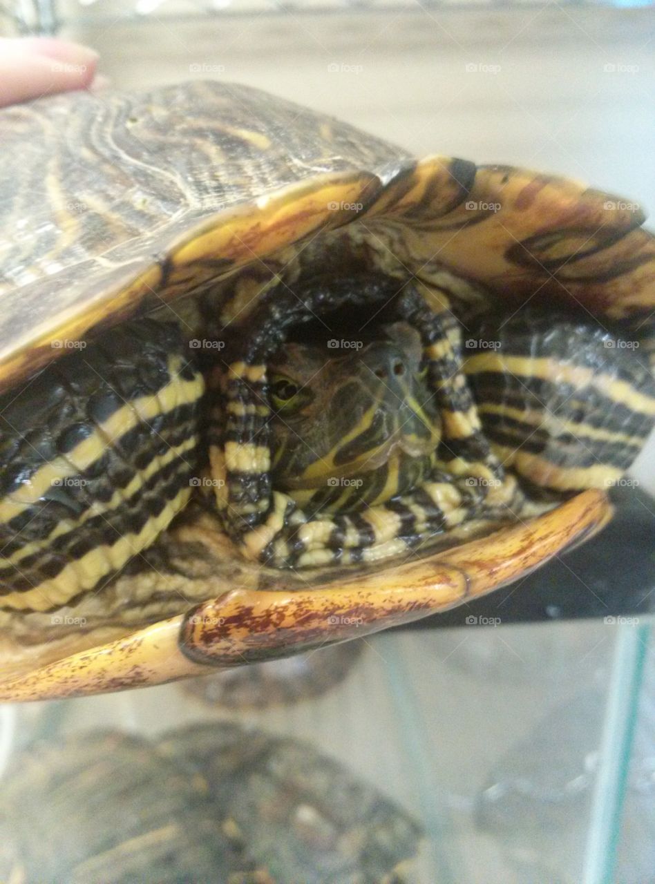 Filberta. My Pet Filberta