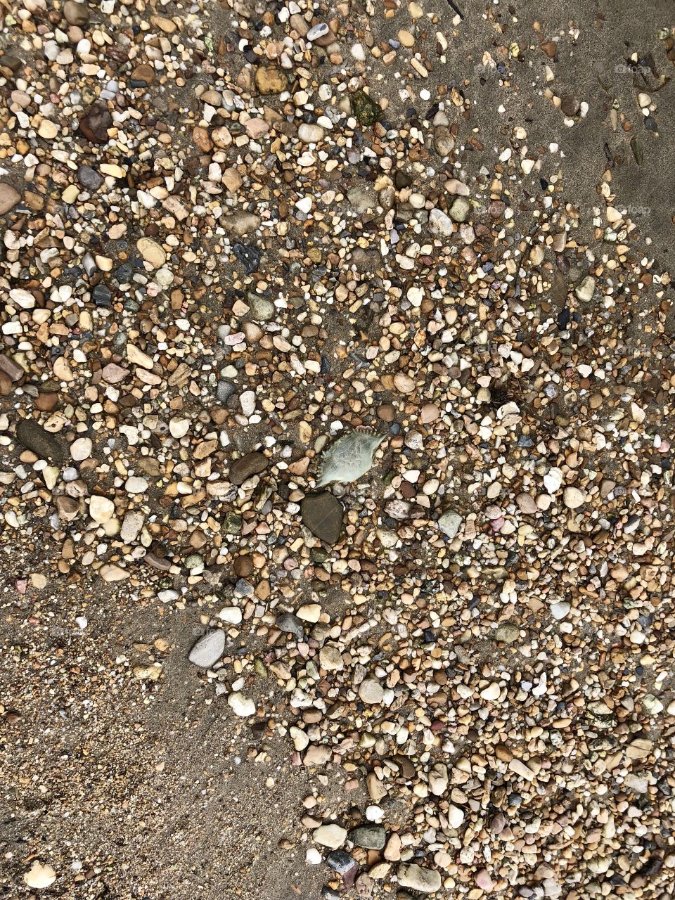 Crab shell on the beach
