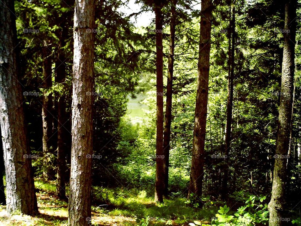 View of wisconsin forest