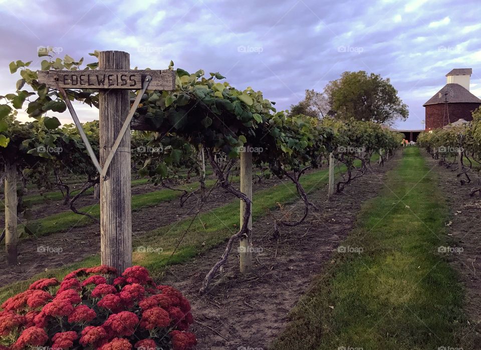 Edelweiss 