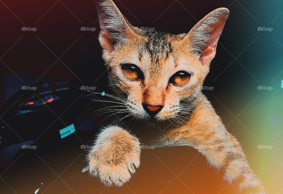 Cute kitten_ Animals