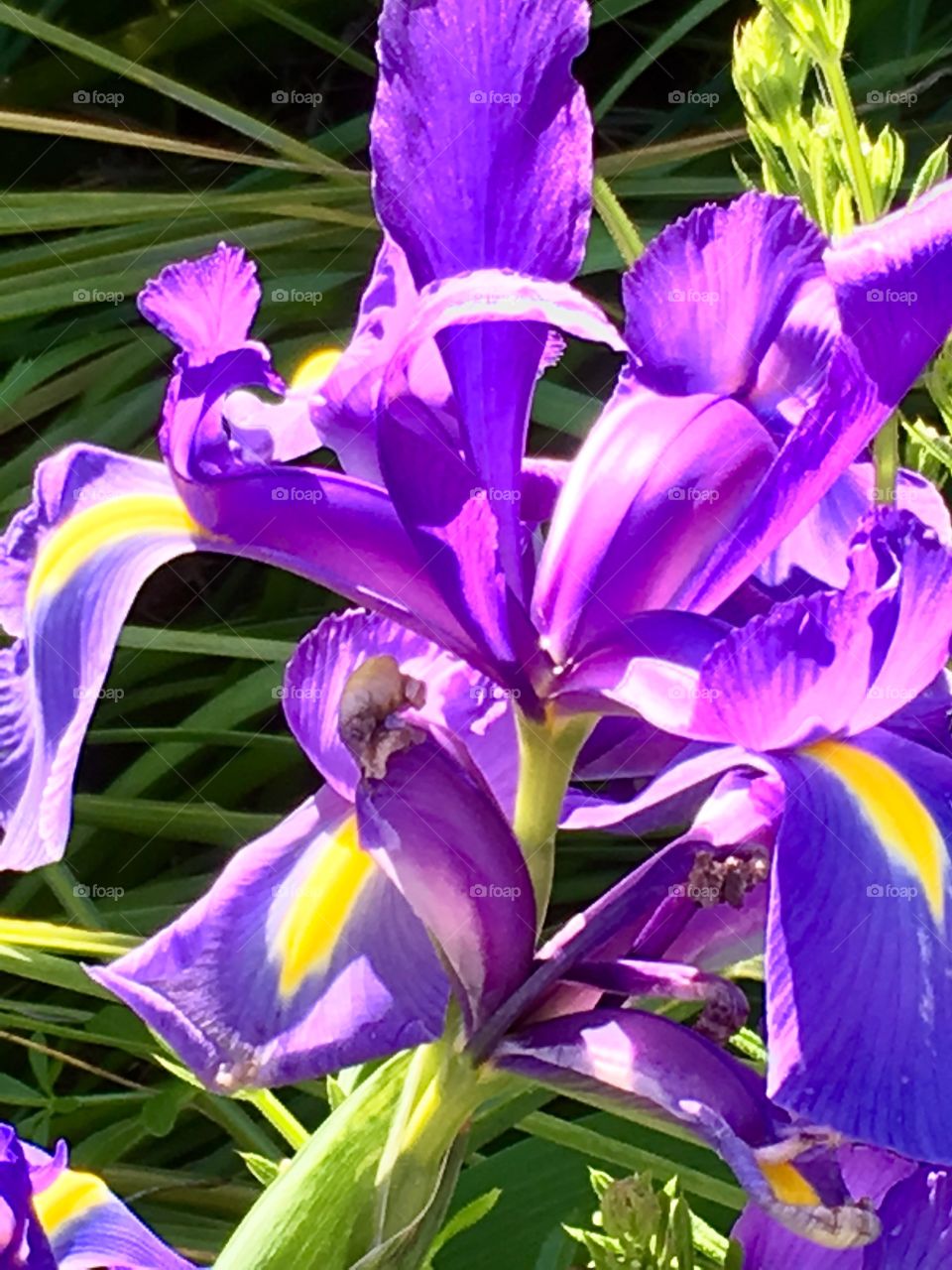 Purple iris 