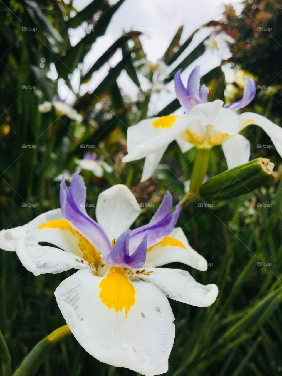 This is a photo that focuses on two flowers. The colours of the flowers are purple, yellow and white. 