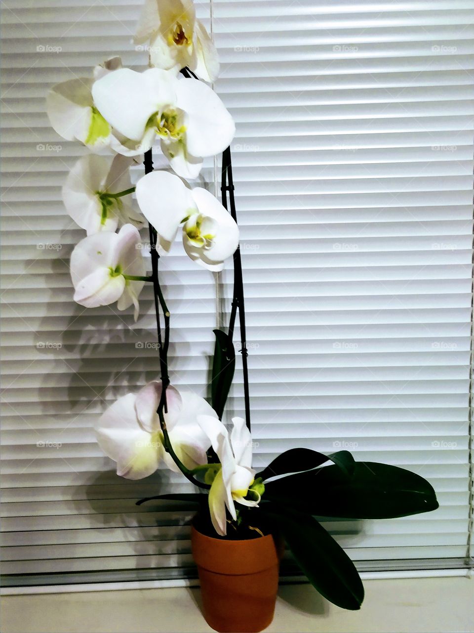 White Orchid
