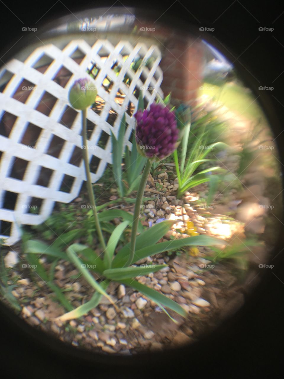 Several tiny purple flowers coming up in one of my front gardens. Tall and slender.