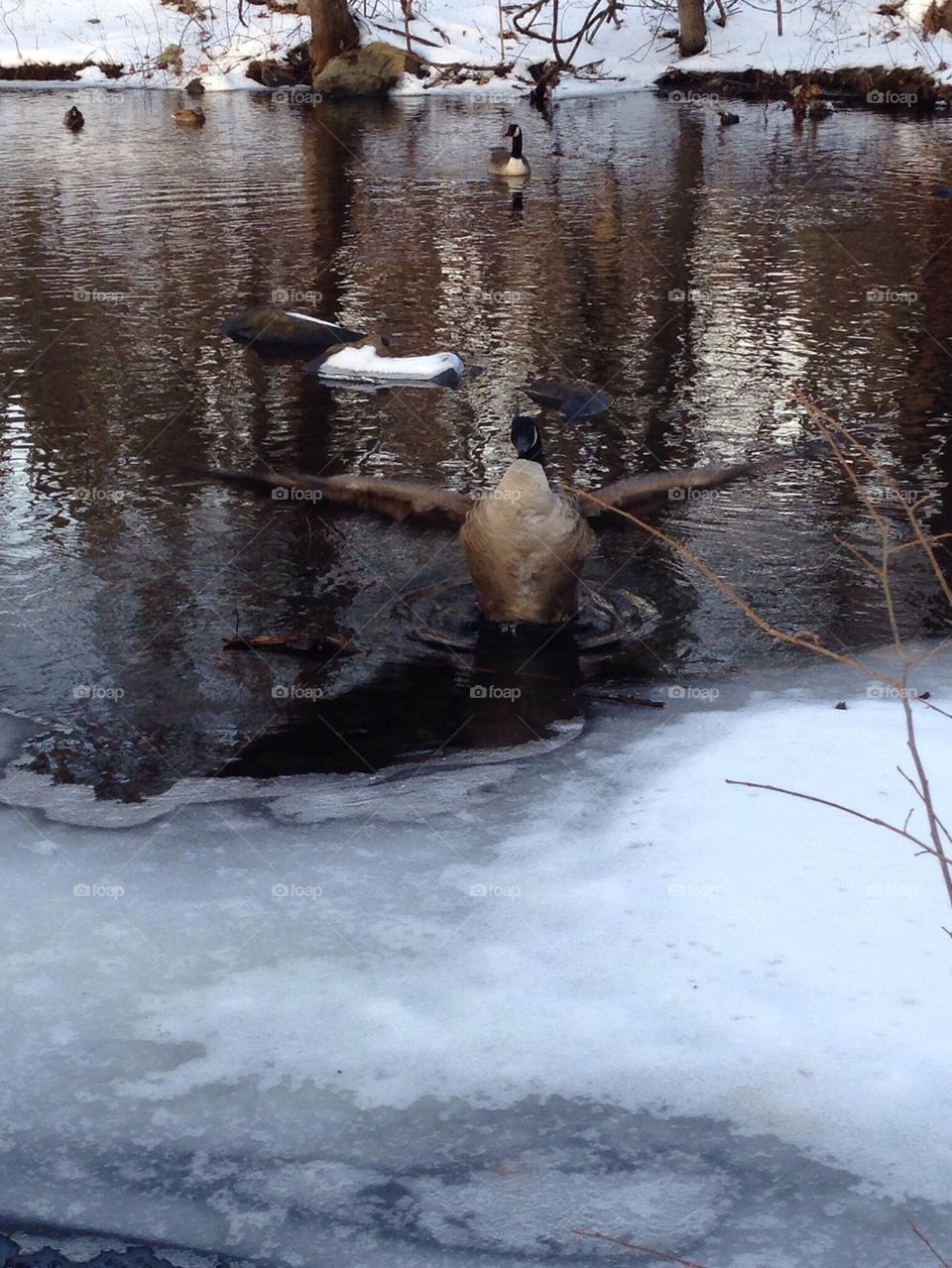 Winter Canadian geese