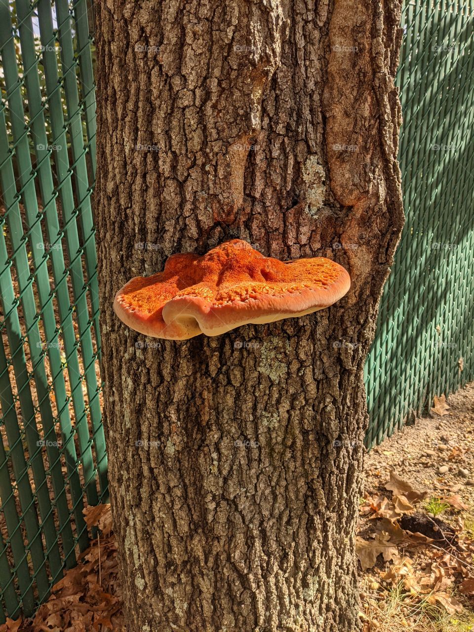tree and mushroom