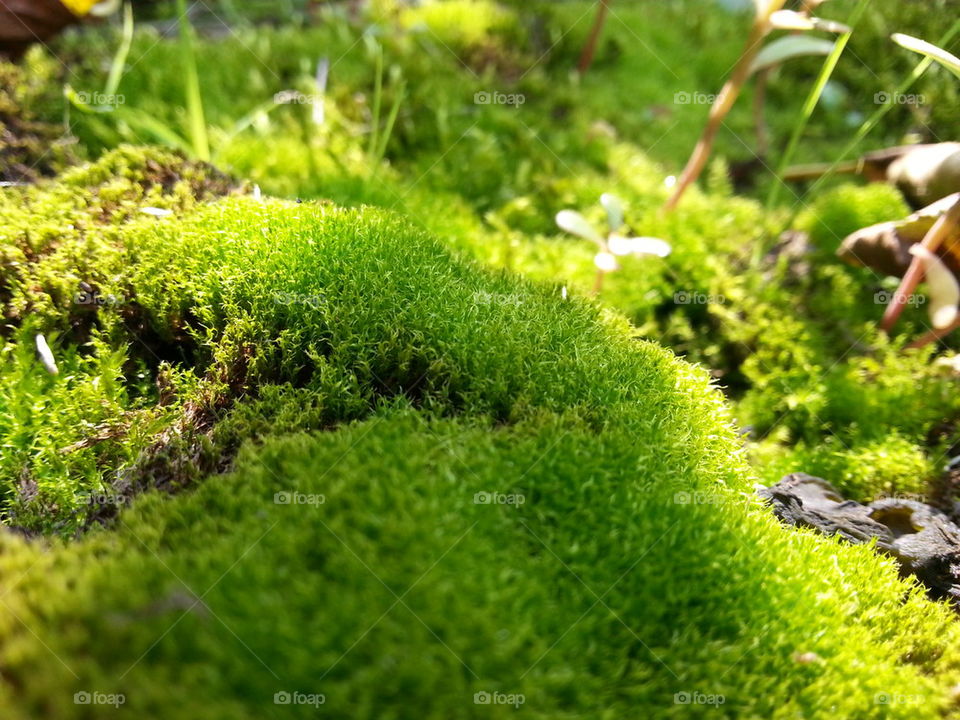 Green moss macro