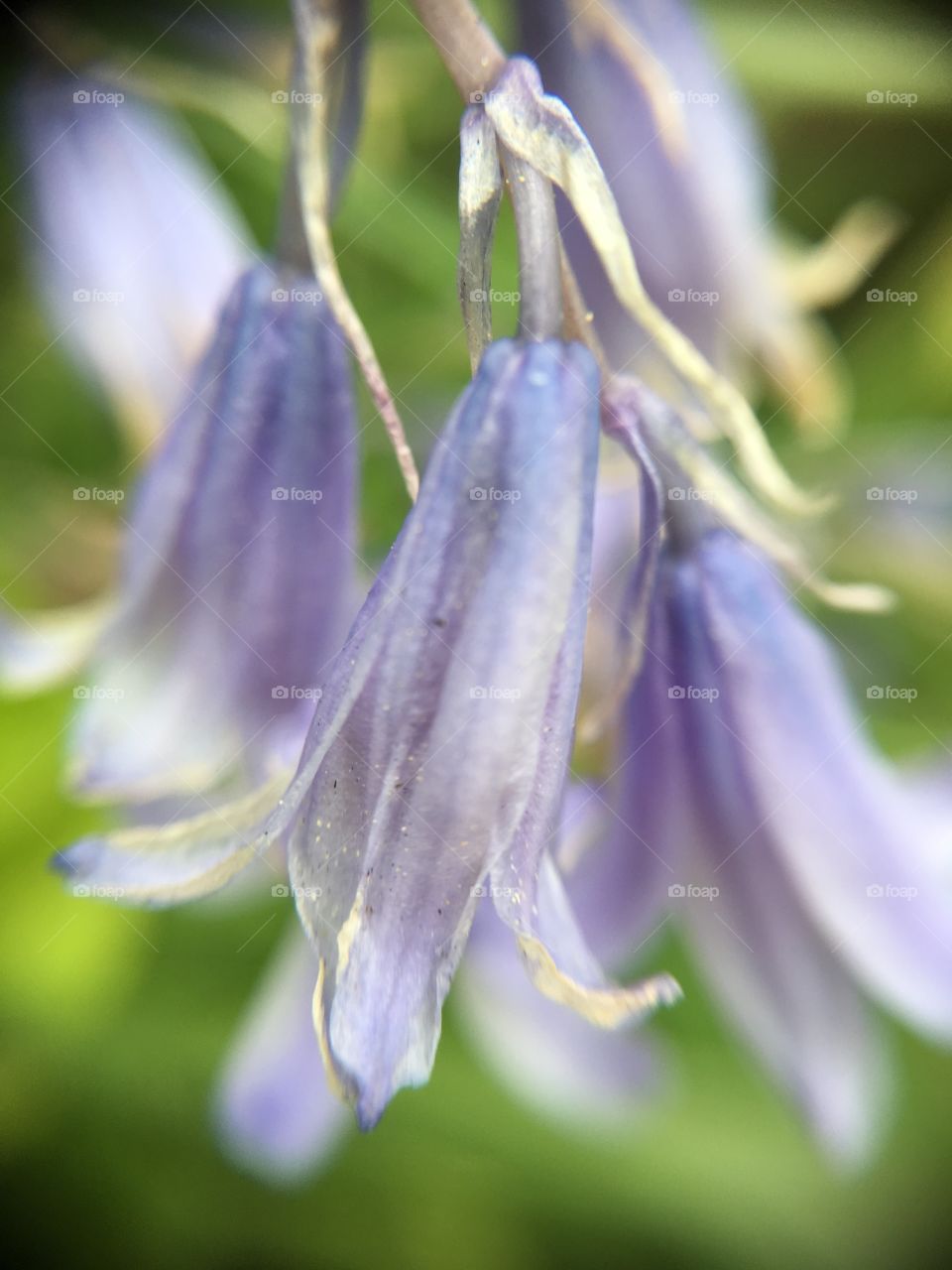 Purple bells