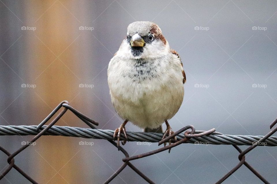 A sparrow on a wire fence