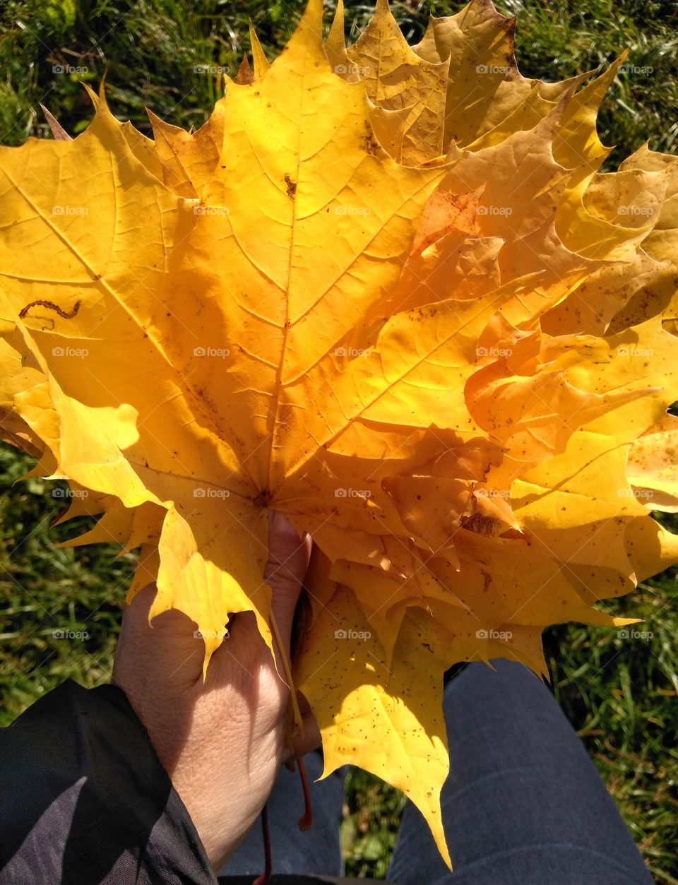 autumn leaves in the hand, love autumn time